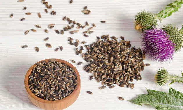 Milk Thistle Seed Extract (Silybum marianum)